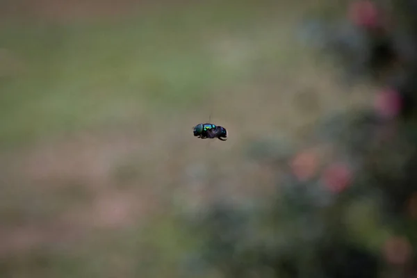 Ένα Κοντινό Πλάνο Μιας Μύγας Που Πετάει Ένα Πράσινο Γρασίδι — Φωτογραφία Αρχείου