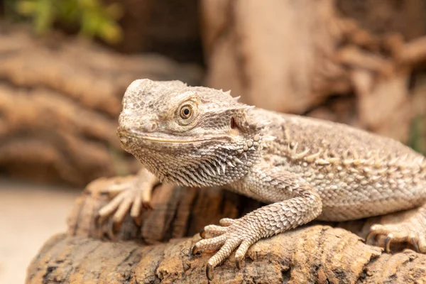 Zblízka Leguána Zoo — Stock fotografie