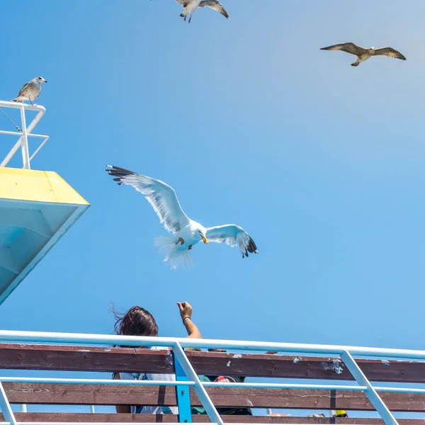 Gaviota Volando Cielo —  Fotos de Stock