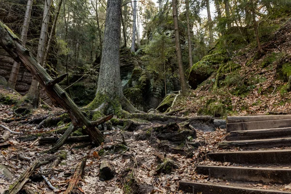 Pionowe Ujęcie Drewnianego Mostu Lesie — Zdjęcie stockowe