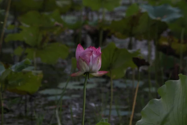 Красива Квітка Лотоса Саду — стокове фото
