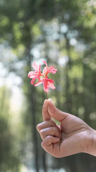 Mano Sosteniendo Una Flor — Foto de Stock