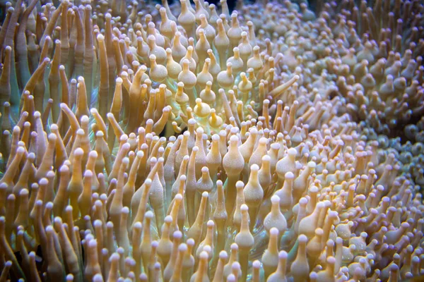 Korallenriff Roten Meer — Stockfoto