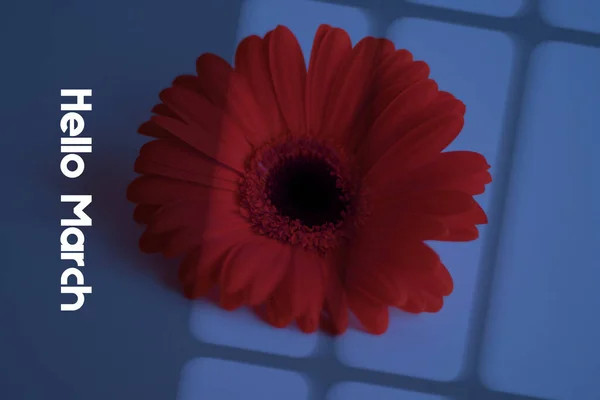Nahaufnahme Einer Blume Mit Text — Stockfoto