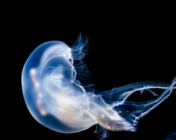 Jellyfish Water — Stock Photo, Image