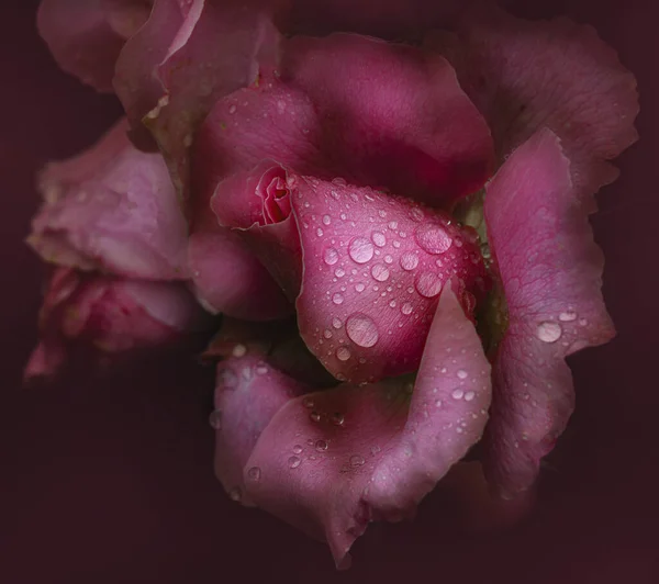Όμορφο Ροζ Τριαντάφυλλο Σταγόνες Δροσιά Σκούρο Φόντο — Φωτογραφία Αρχείου