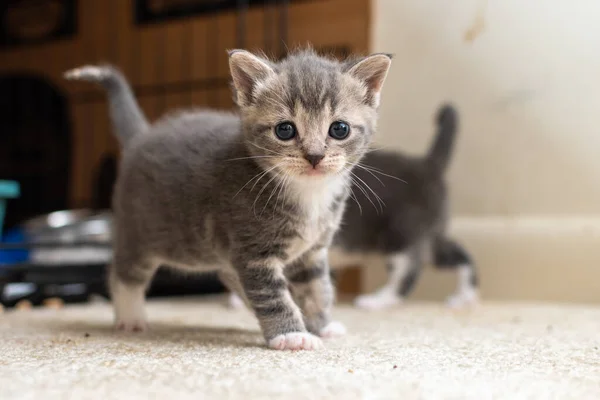 Cute Cat Floor — Stock Photo, Image