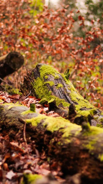 苔で美しい秋の森 — ストック写真