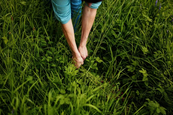 Die Hände Des Mannes Halten Ein Grünes Gras Park — Stockfoto