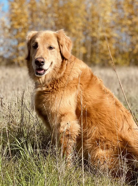 Hund Herbstwald — Stockfoto