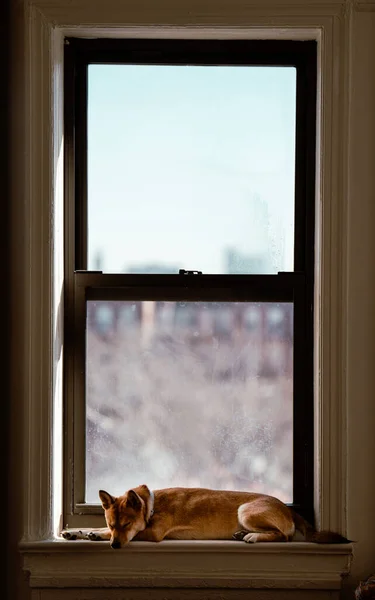 Chat Assis Sur Fenêtre — Photo