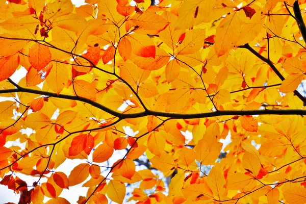 Herbstlaub Wald — Stockfoto