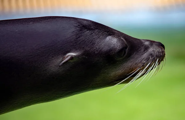 Close Leão Bonito Mar Preto — Fotografia de Stock