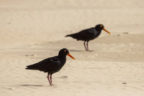 Kumsaldaki Siyah Kuşlar — Stok fotoğraf
