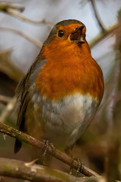 Close Van Een Vogel — Stockfoto