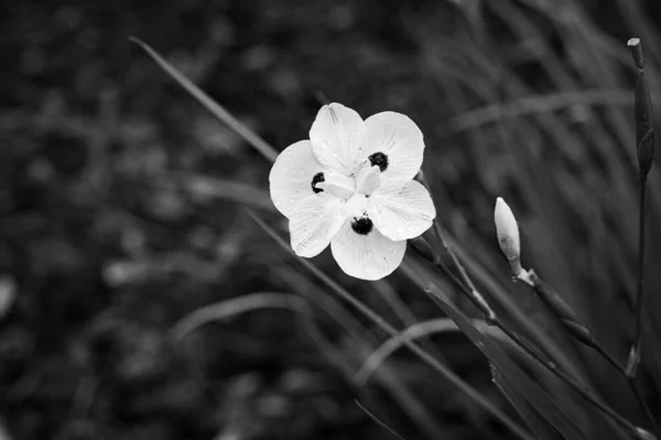 Vackra Vita Blommor Trädgården — Stockfoto