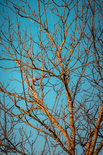 Κλαδιά Δέντρων Χλωρίδα Και Φύση — Φωτογραφία Αρχείου