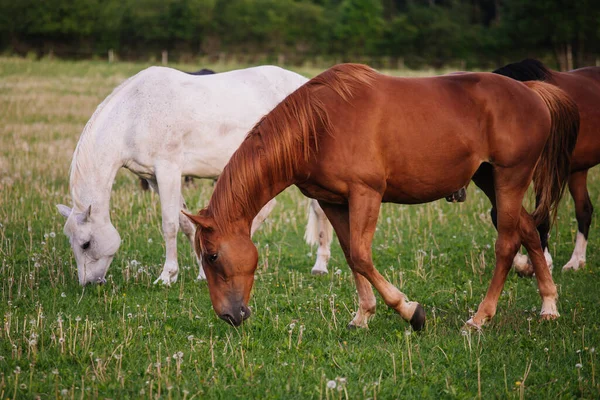 Dwa Konie Zielonej Łące — Zdjęcie stockowe