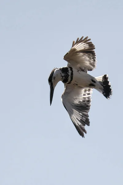 Pássaro Voador Voo — Fotografia de Stock