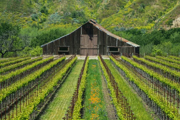 Prachtig Uitzicht Wijngaard — Stockfoto