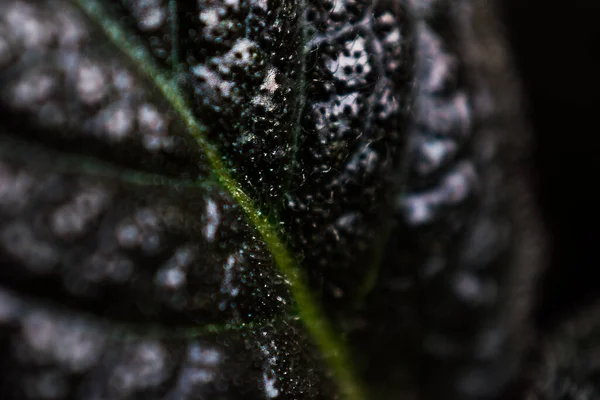 Close Black White Macro Spider — стоковое фото