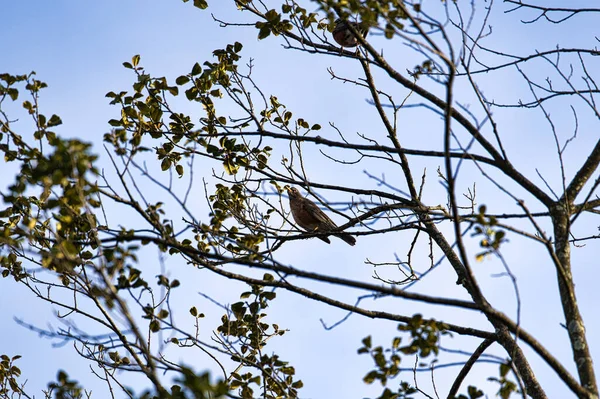 Schöne Aussicht Auf Die Natur — Stockfoto