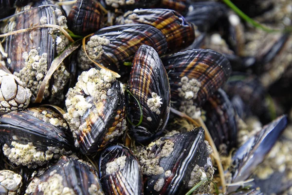 Primo Piano Delle Vongole Fresche — Foto Stock