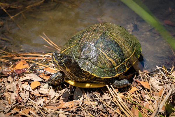 Turtle Water — Stock Photo, Image