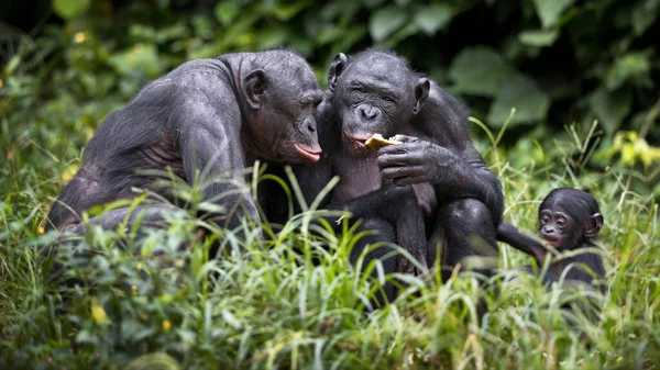 Gorilas Negros Zoológico — Foto de Stock