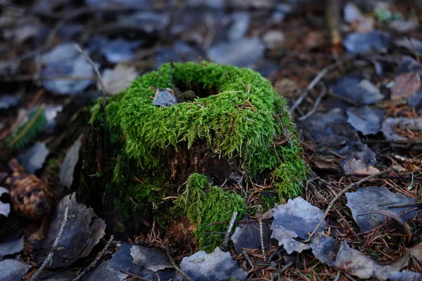 Mos Grond Het Bos — Stockfoto