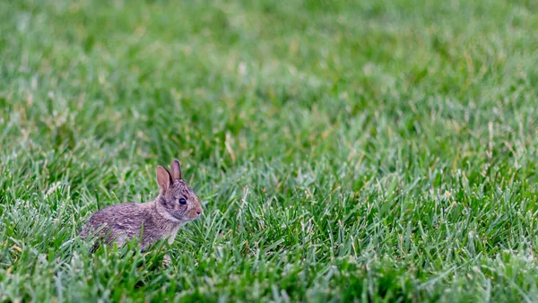 緑の草の上に座っているかわいい動物のクローズアップショット — ストック写真
