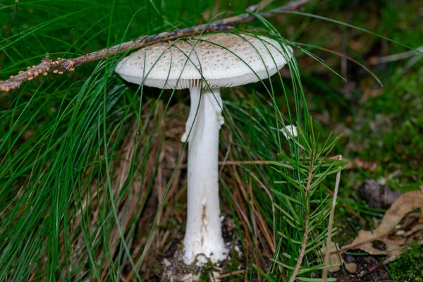 Champignons Poussant Dans Forêt — Photo