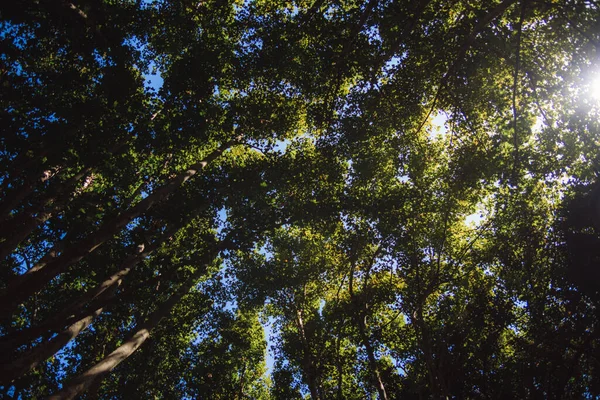 Prachtig Uitzicht Het Bos — Stockfoto