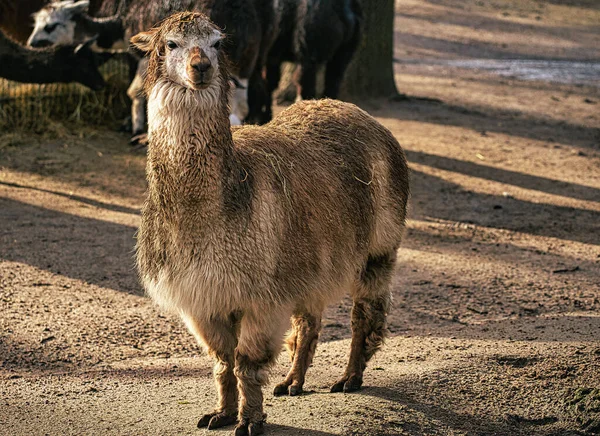 Detailní Záběr Mladé Krásné Alpaky — Stock fotografie