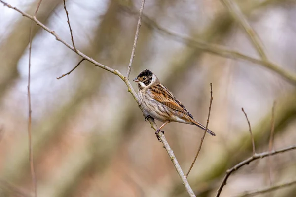 Sperling Auf Einem Ast — Stockfoto