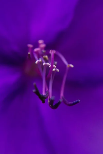 Vacker Lila Blomma Trädgården — Stockfoto