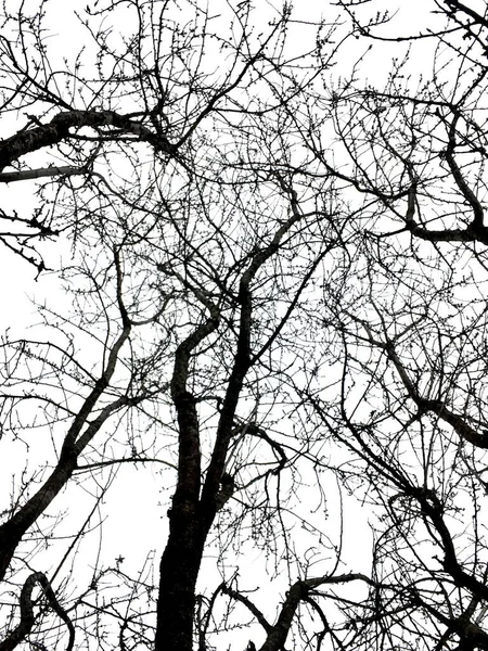 Branches Arbres Flore Nature — Photo