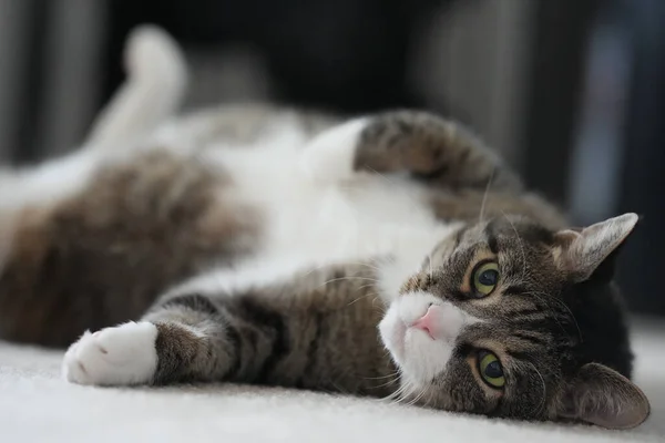 Carino Gatto Sdraiato Sul Letto — Foto Stock