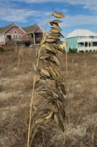 Detailní Záběr Pšeničné Pole — Stock fotografie