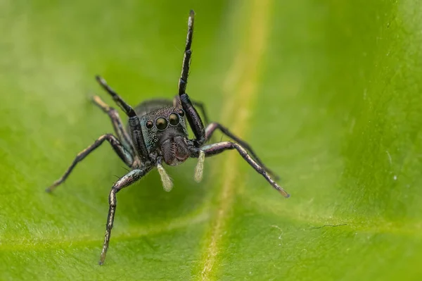 Gros Plan Insecte Dans Nature Sauvage — Photo