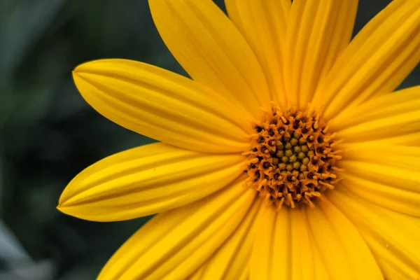 Belles Fleurs Poussant Dans Jardin — Photo