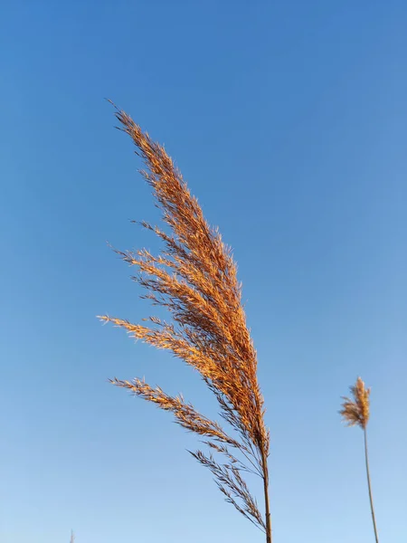 Grama Seca Vento — Fotografia de Stock