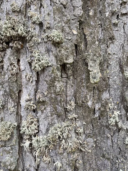 Textura Kůra Stromu — Stock fotografie