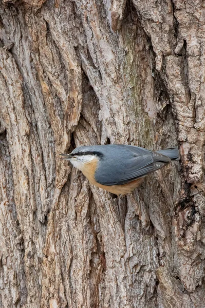 Belle Photo Oiseau Dans Habitat Naturel — Photo