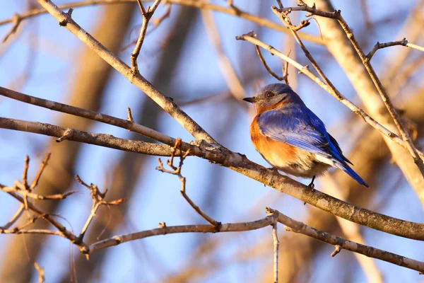 Vogel Een Boomtak — Stockfoto