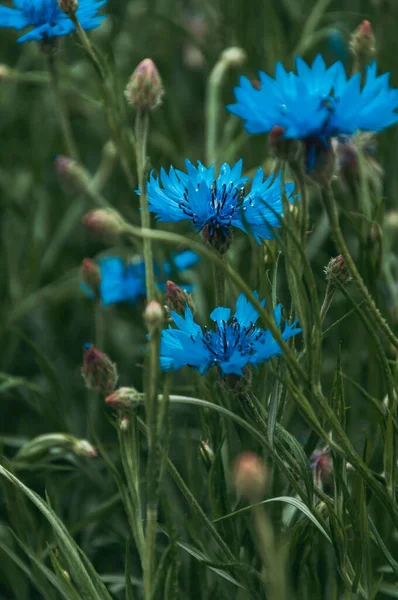 Hermosas Flores Que Crecen Jardín —  Fotos de Stock