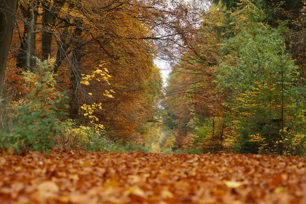Autumn Forest Trees Leaves — Stock Photo, Image