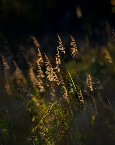 Frumos Împușcat Botanic Tapet Natural — Fotografie, imagine de stoc