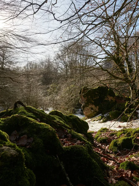 Vackert Vattenfall Skogen — Stockfoto