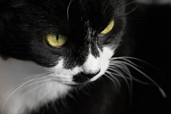 Gato Negro Con Fondo Blanco —  Fotos de Stock